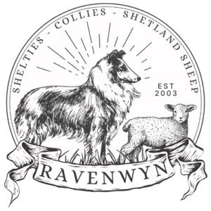 RavenWyn Collies | AKC Rough Collies Oregon